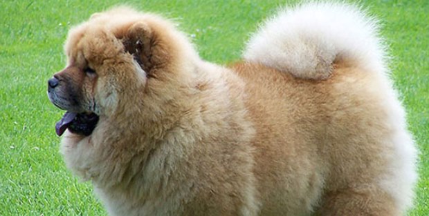 Kayıp köpeğini bulana milyonluk evini veriyor