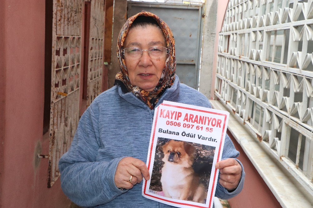Kayıp köpeğini bulana ödül verecek 