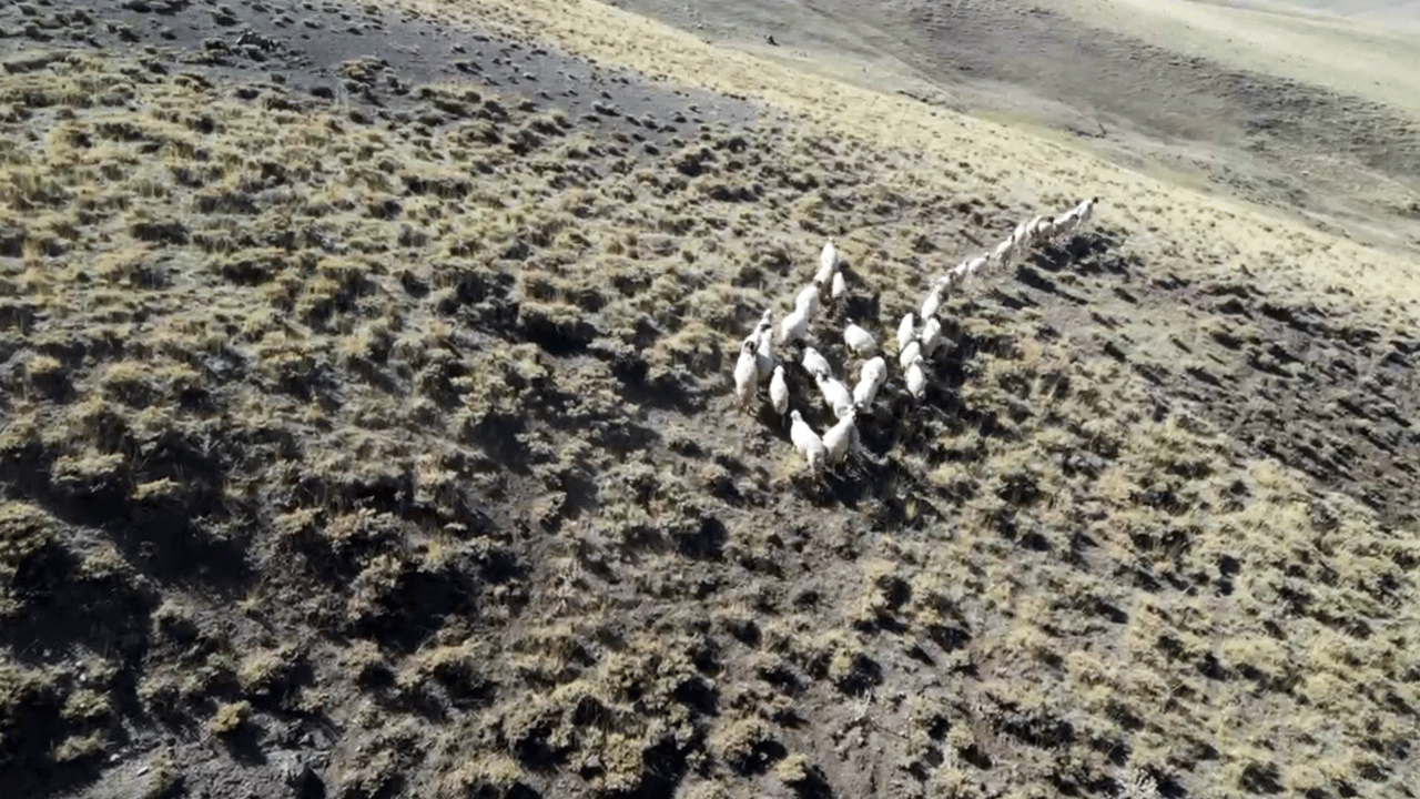 Kayıp koyunlar bakın nasıl bulundu! Vanlı öğretmenden örnek hareket