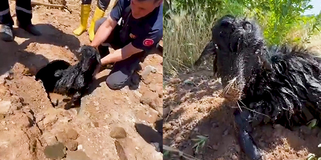 Kayıp oğlak kanalizasyon borusundan çıktı