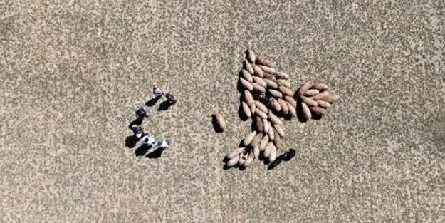 Kayıp sürü dron ile bulundu