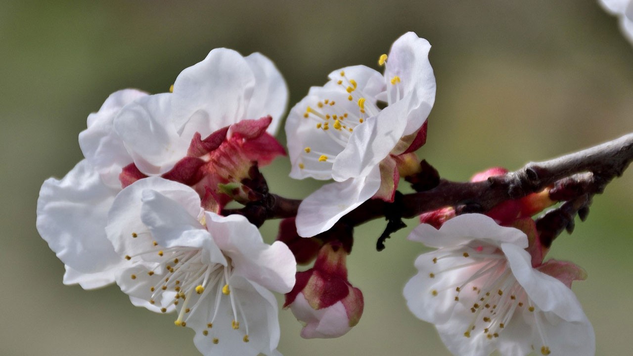 Kayısı ağaçları erken çiçek açtı!