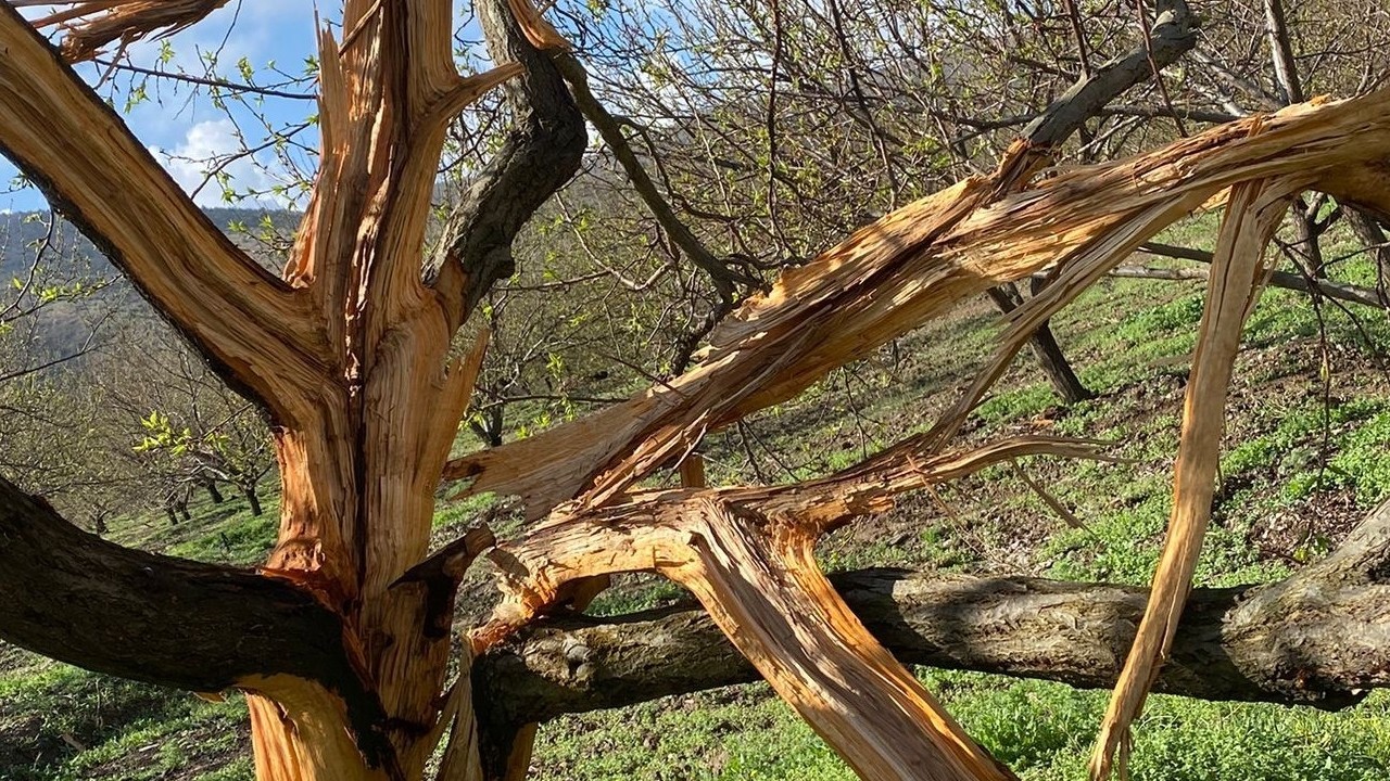 Kayısı bahçesine düşen yıldırım ağaçları parçaladı