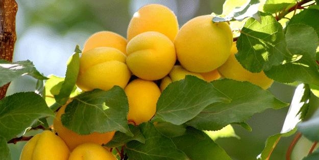 Kayısı bu fiyattan satışa sunulacak
