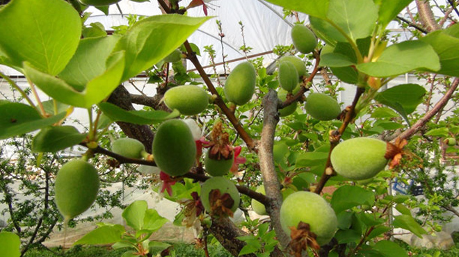 Kayısı çağlası 10 liradan alıcı buluyor