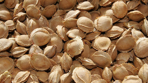 Kayısı çekirdeğinden 12 milyon dolar gelir sağlandı