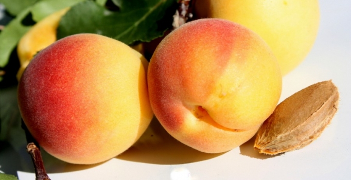 Kayısı çekirdeğinden zehirlenen 2 yaşındaki çocuk ölümden döndü