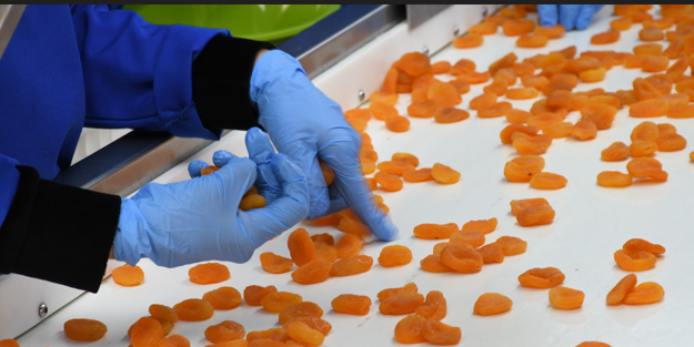 Kayısı ile çekirdeği yüz güldürüyor