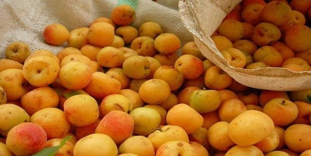 Kayısı kabuğunun bilinmeyen faydaları nelerdir?