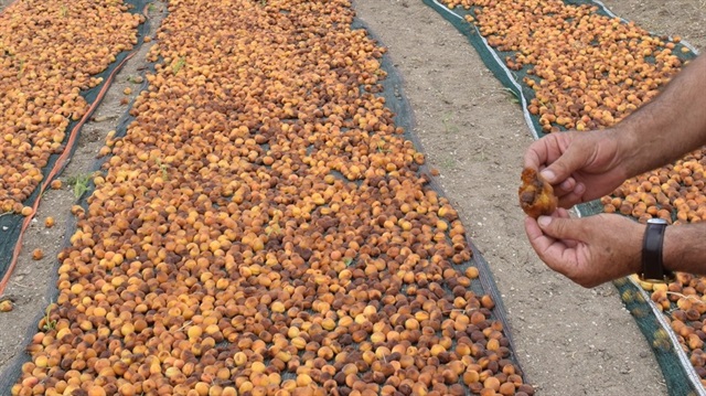 Kayısı üreticileri büyük zarar etti