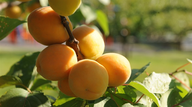 Kayısı üreticisine destek müjdesi