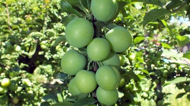 Kayısı ve erik altın yılını yaşıyor