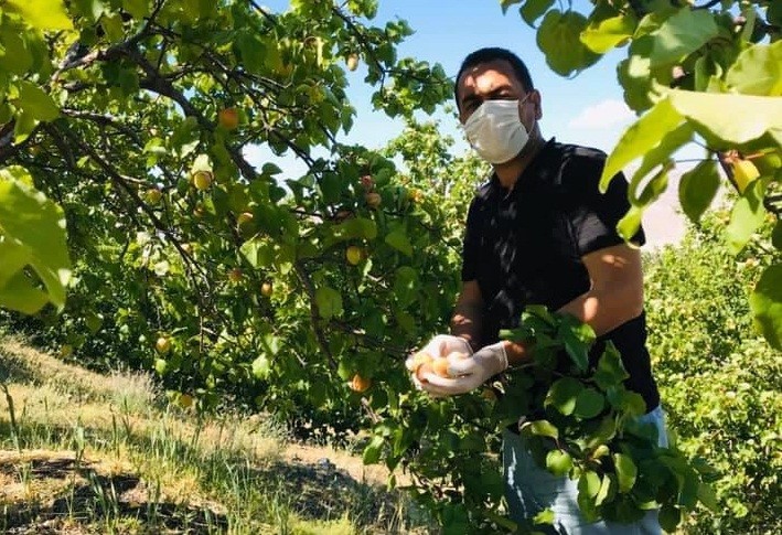 Kayısıda rekolte 381 bin ton bekleniyor