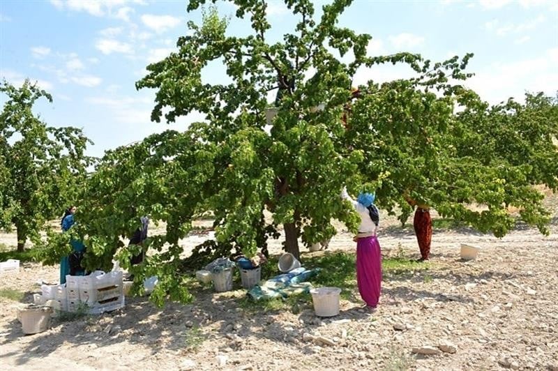 Kayısılarda görülen çil hastalığına dikkat 