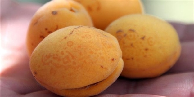 Kayısının inanılmaz faydası