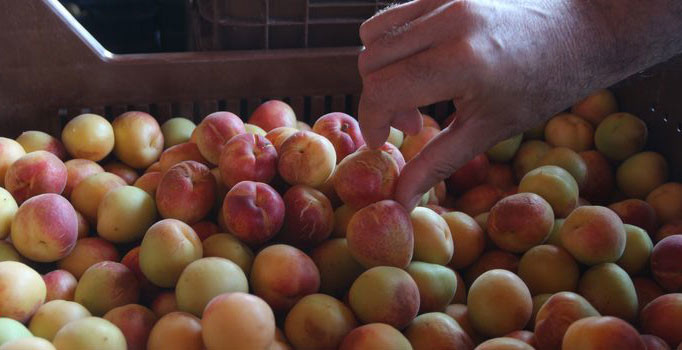 Kayısının kilosu 15 liradan 80 kuruşa düştü