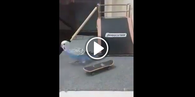 Kaykaycı muhabbet kuşu