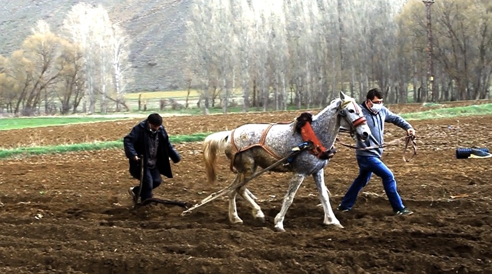Kaymakam patates ekiminde çiftçiye eşlik etti 