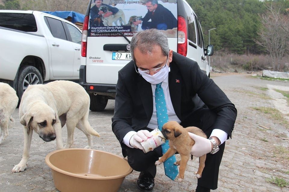 Kaymakam Pişkin sokak hayvanlarına yiyecek bıraktı 
