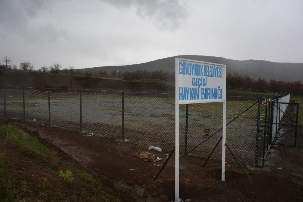 Kaymakam Sancaktutar, geçici hayvan barınağında incelemelerde bulundu 