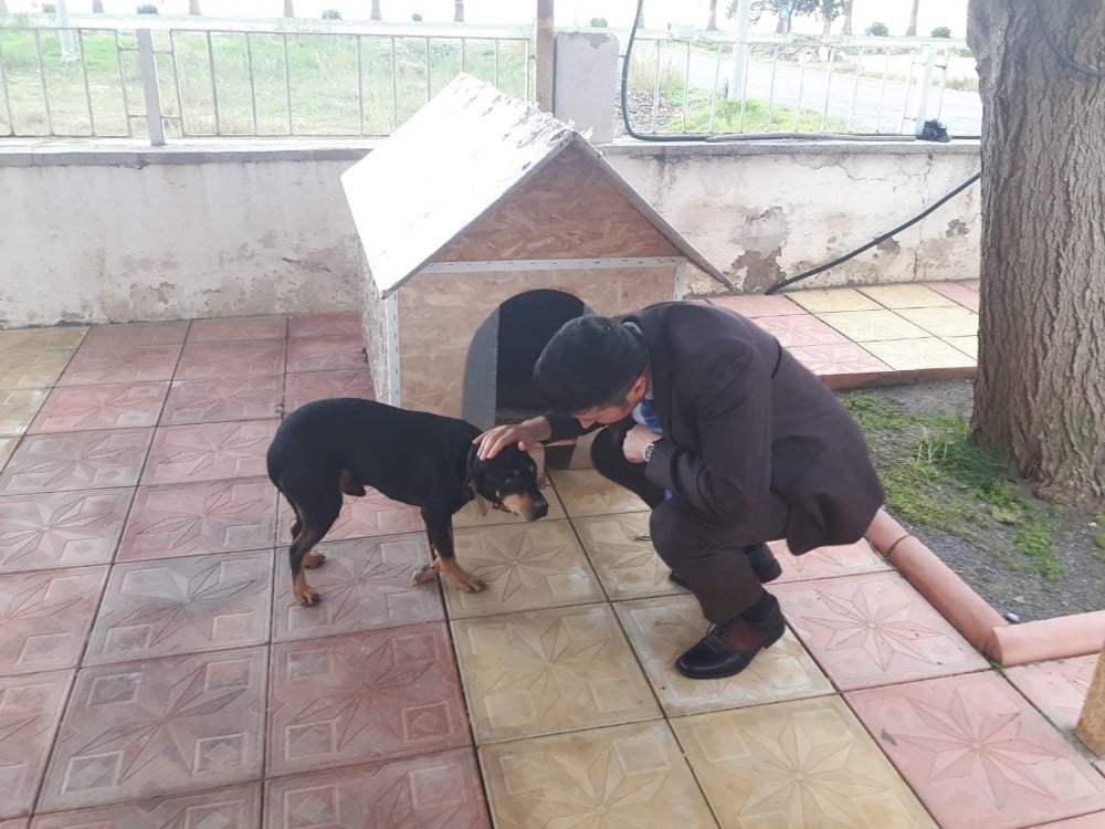Kaymakam Yalçın, yaralı köpeği sahiplendi 