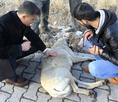 Kaymakamdan yaralı köpeğe şefkat eli 