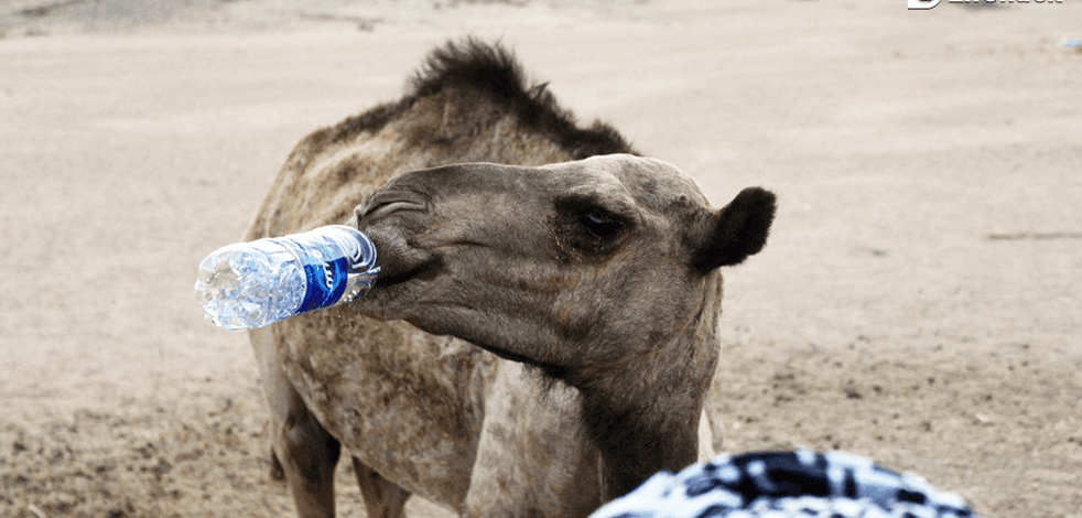 Kaynaklar tükeniyor: Mısır, Kuzey Afrika ve Arap Yarımadası susuz kalabilir