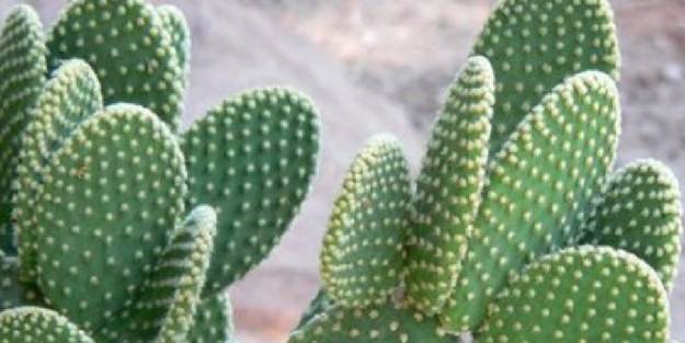 Kaynana dili bitkisi nedir, faydaları nelerdir?