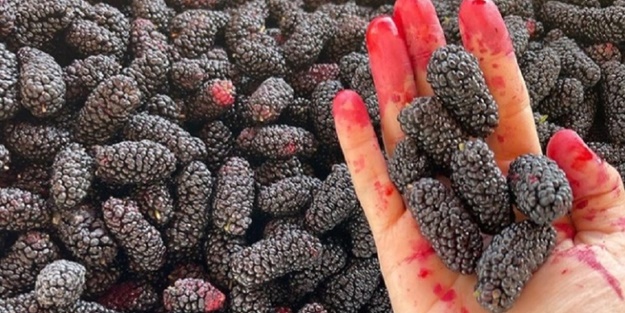 Kaynatıp içmek yetiyor! Vücuttaki zehri söküp atan formül