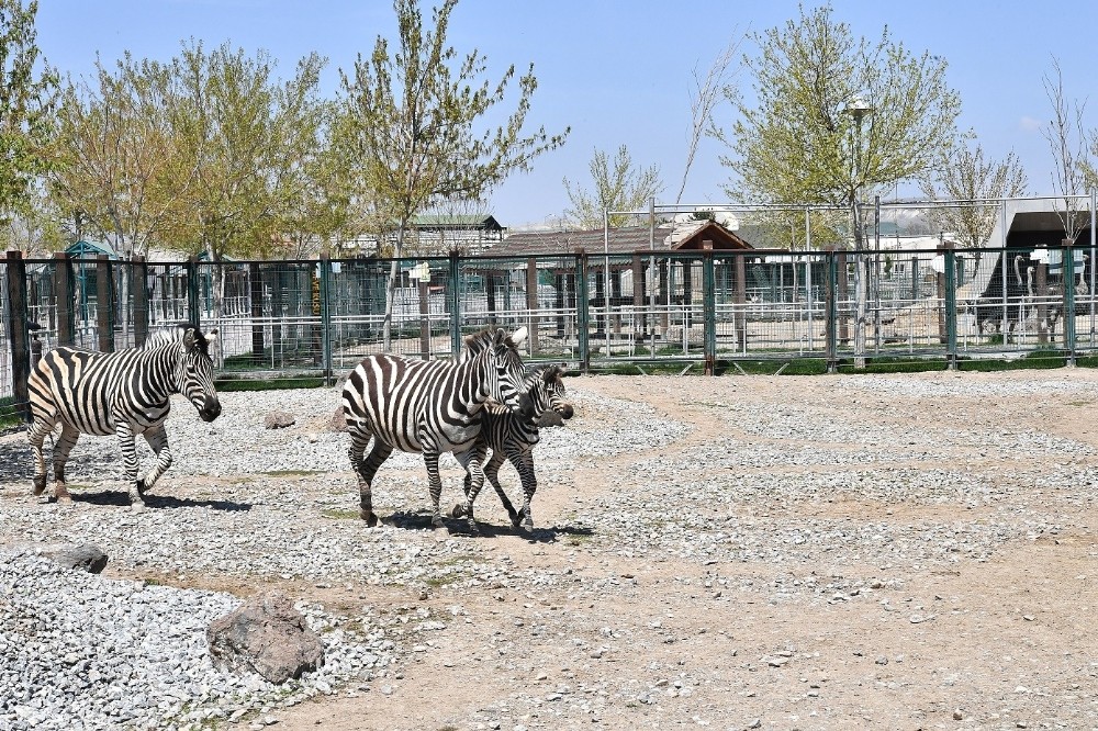Kayseri Hayvanat Bahçesi’nde yeni zebra dünyaya geldi 