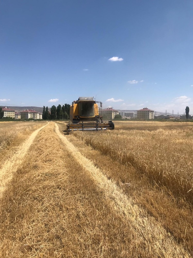Kayseri Şeker, yem bitkileri temini için bölge çiftçilerinin gelirine 11 milyon TL katkı sağlıyor 