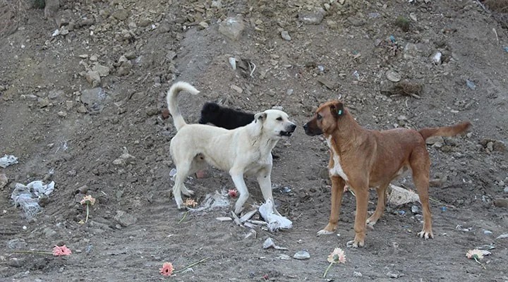Kayseri’de 3 yaşındaki çocuğa köpek saldırdı!