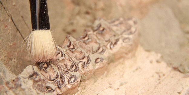 Kayseri'de milyonlarca yıllık fosil bulundu