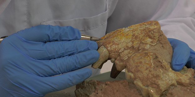 Kayseri'de bulundu! Tamı tamına 7,5 milyon yıllık