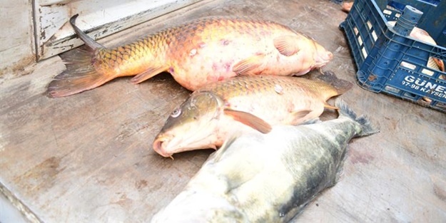 Kayseri'de ele geçirildi!