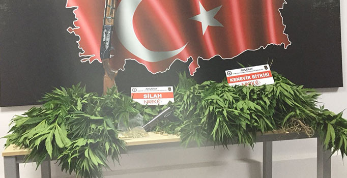 Kayseri'de ele geçirilen 2 bin148 kök Hint keneviri imha edildi