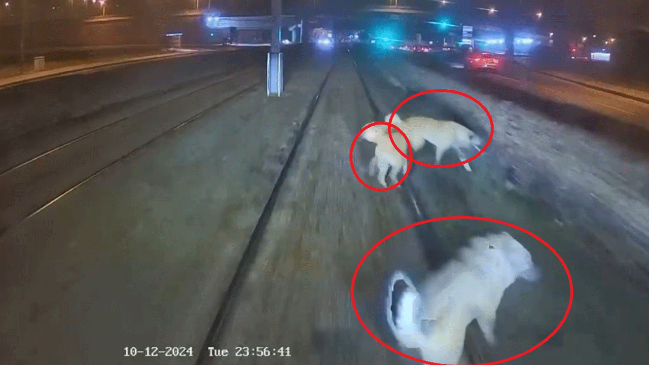 Kayseri'de insanlıktan utandıran görüntü!