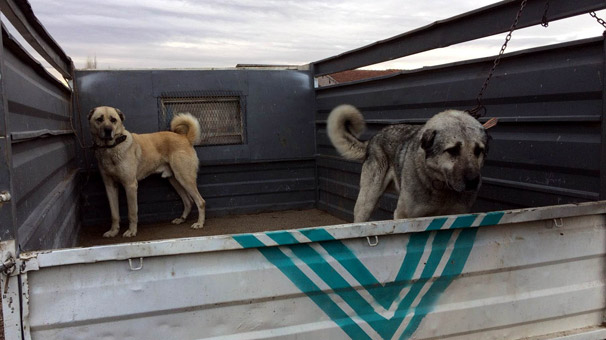 Kayseri'de köpek dövüştürenlere operasyon
