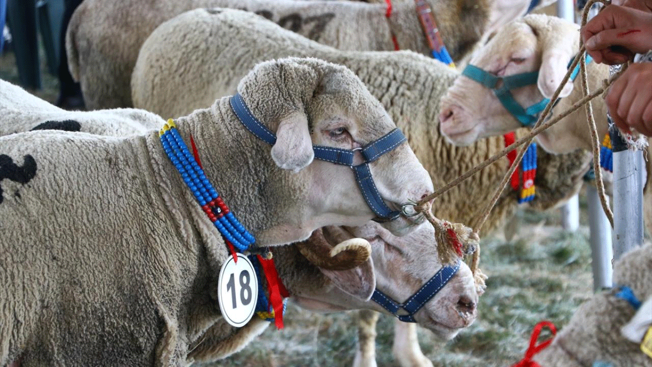 Kayseri’de koyunlar podyuma çıktı!