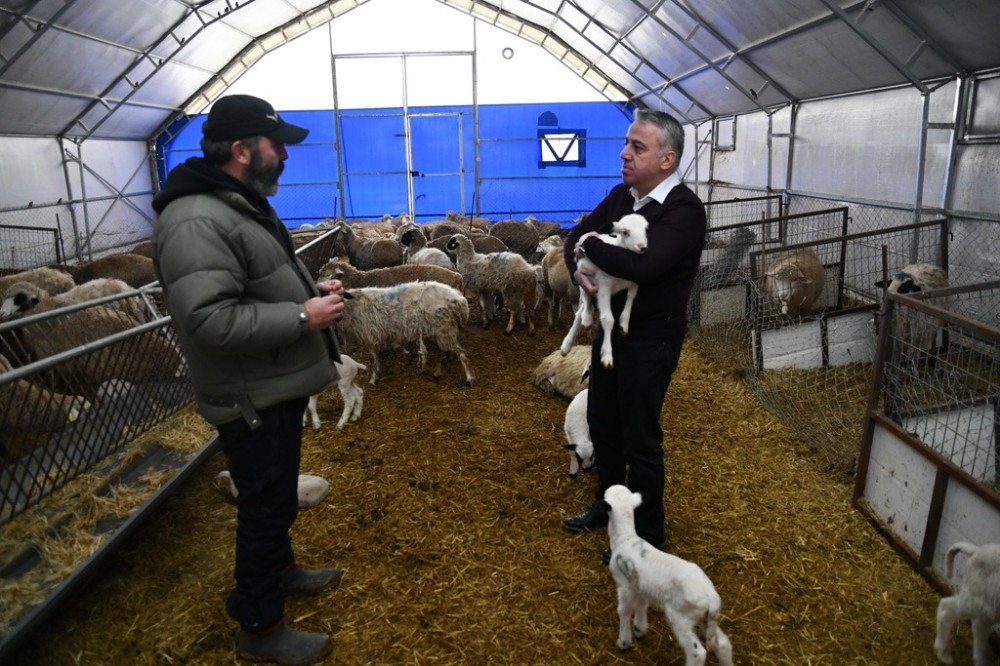 Kayseri’de küçükbaş hayvancılıkta mutlu eden gelişmeler 