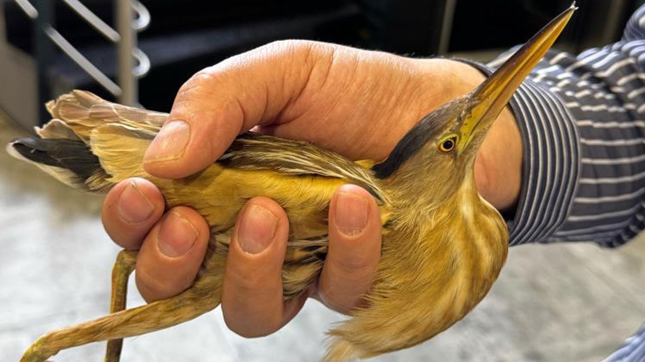 Kayseri’de nesli tükenmek üzere olan kuş türü görüldü