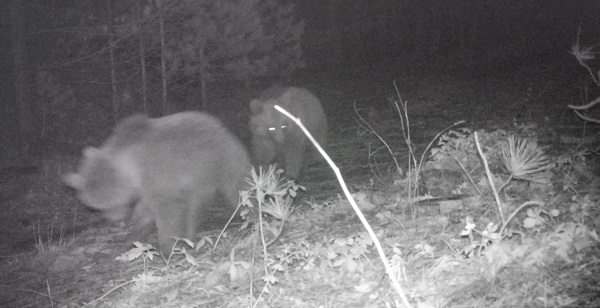Kaz Dağları'nın sevimli canları fotokapana yakalandı