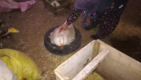 Kaz üreticiliği her geçen gün artıyor 