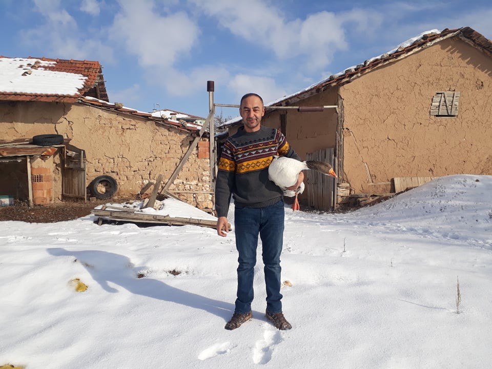 Kaz üreticiliği hızla artıyor 