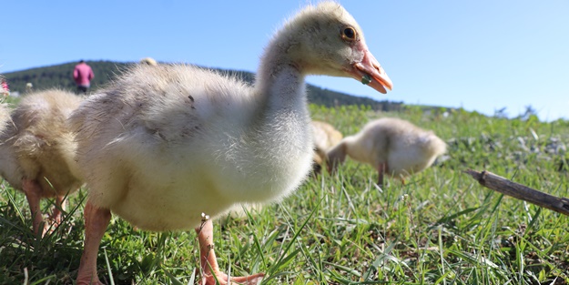 Kaz yetiştiriciliği üreticilerin yeni gelir kapısı oldu