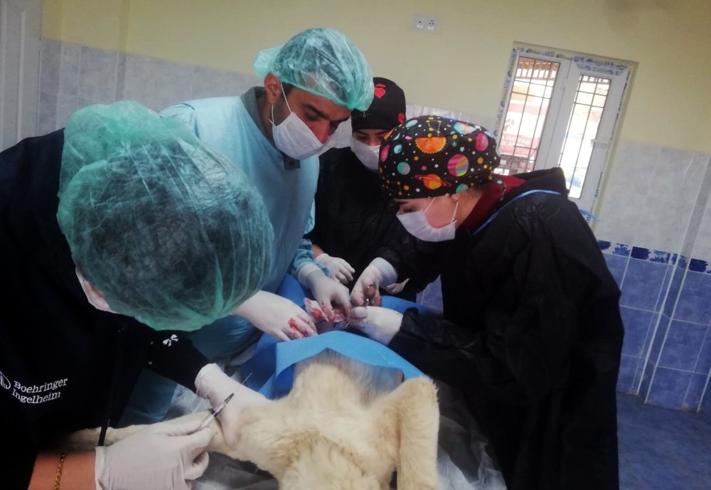 Kaza sonucu ağır yaralanan kedi ve köpek operasyonla hayata tutundu 