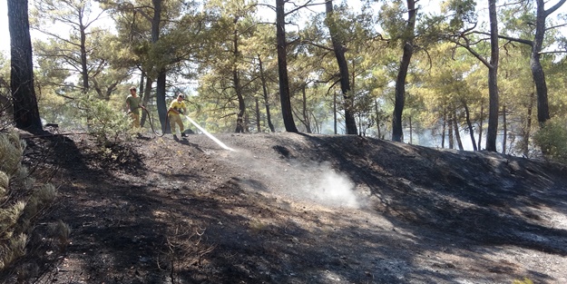 Kaza yapan araçta başlayan yangın ormana sıçradı