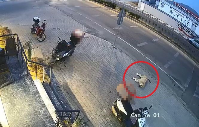 Kazada kılpayı kurtulan köpek böyle görüntülendi