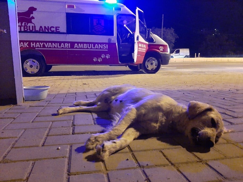 Kazada ölen hamile köpeğin yavrularını kurtarmak için seferber oldular 