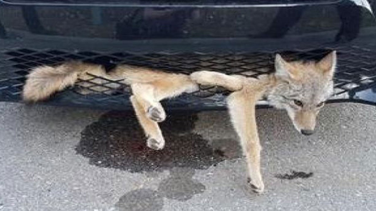 Kazada tampona sıkışan tilkiyi itfaiye kurtardı